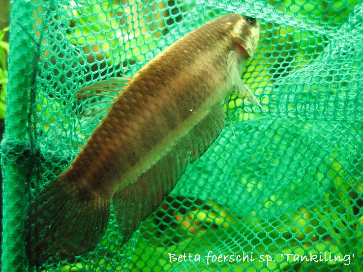 Betta foerschi sp. 'Tankiling'