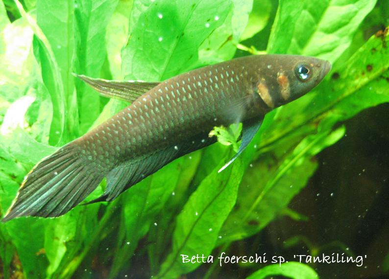 Betta foerschi sp. 'Tankiling'