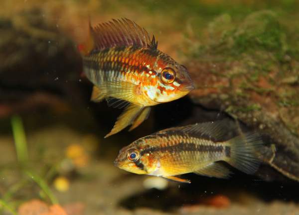 Apisto 2011