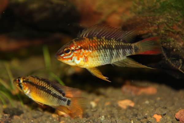 Apisto 2011