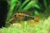 Apisto 2011