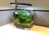 Low tech office tank