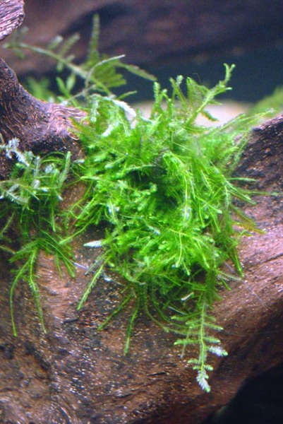 Taiwan Moss - Growing