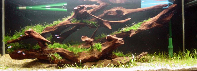 4' Planted Tank - Overview