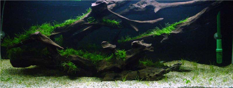 4' Planted Tank