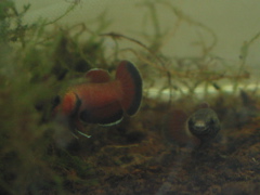 channoides