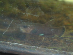 channoides