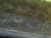 channoides