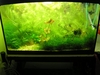 Shrimp tank 1