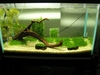 Shrimp tank 2 (new)