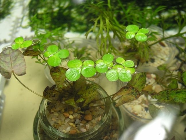 Potted and floating