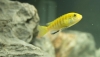 African Cichlid