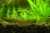 Loach