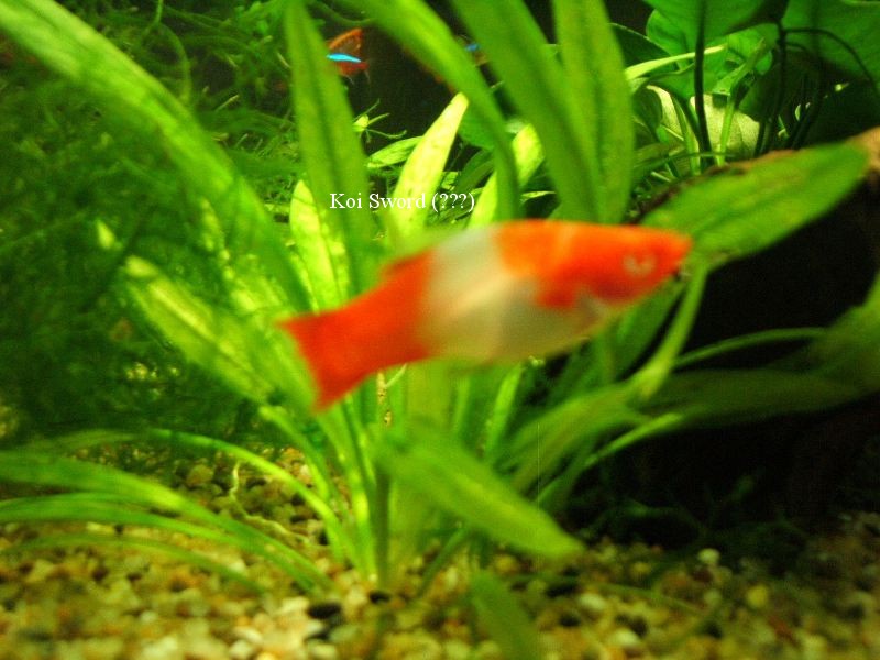Help needed to identify fish and plants (???)