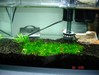 1ft shrimp tank