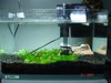 1 ft nano shrimp tank