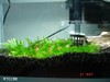 1 ft nano shrimp tank