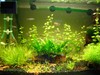 planted tank