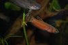 Betta macrostoma