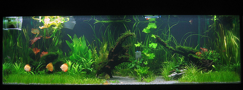 6 ft planted