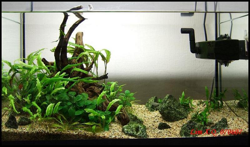 2ft low tech tank
