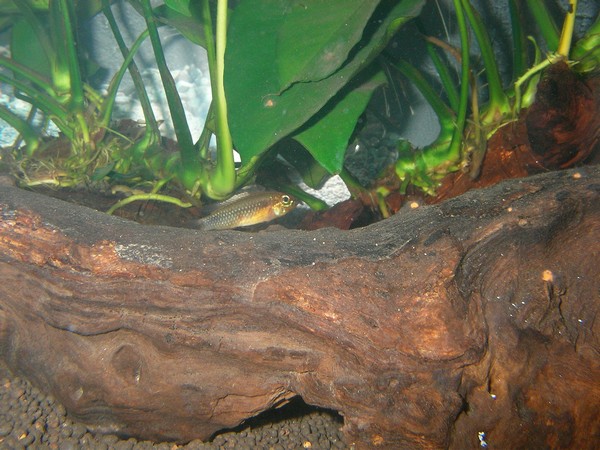 Apistogramma Elizabethae