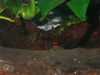 Apistogramma Elizabethae