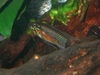 Apistogramma Elizabethae