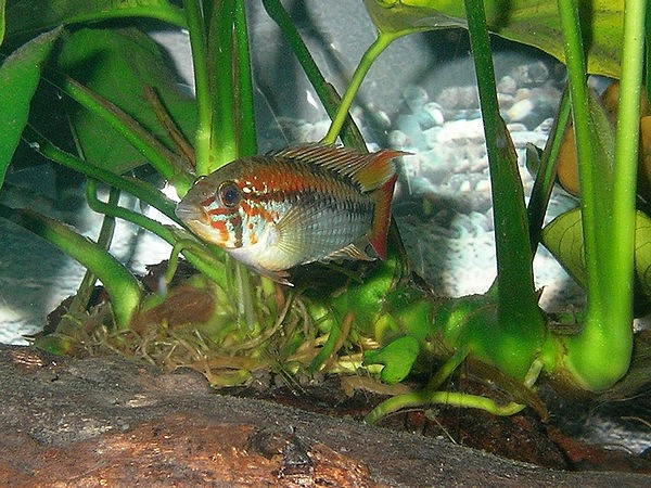 apisto