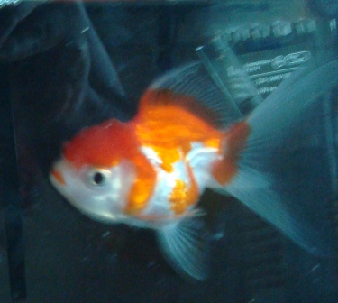 Gold Fish