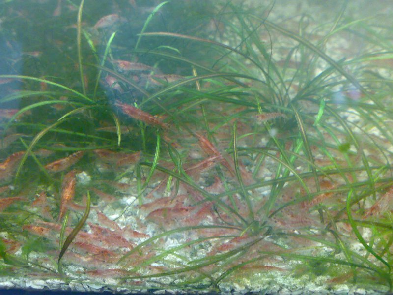 cherry shrimp