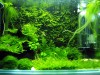 Moss Tank