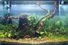 gorilla83 40cm Aquascape