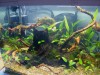 gorilla83 40cm Aquascape