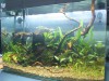 gorilla83 40cm Aquascape