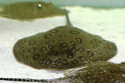 Freshwater Rays