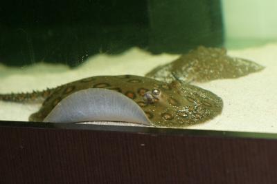 Freshwater Rays