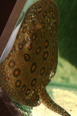 Freshwater Rays