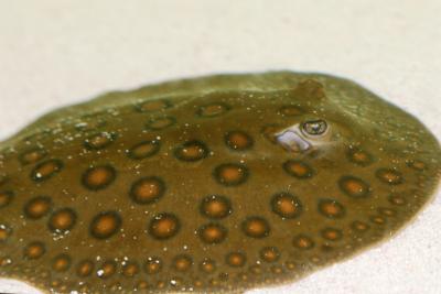 Freshwater Rays