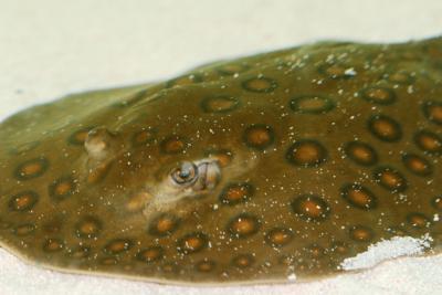 Freshwater Rays