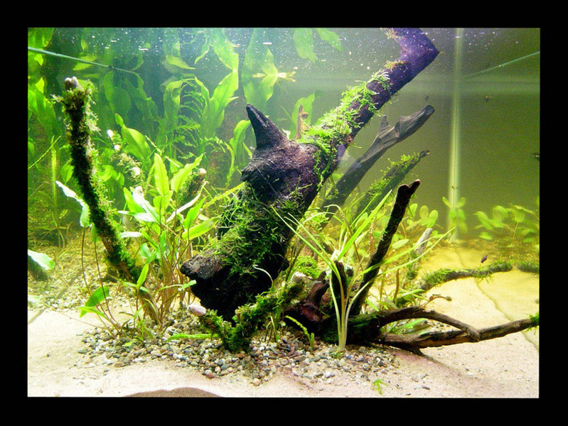 50g Crypt jungle