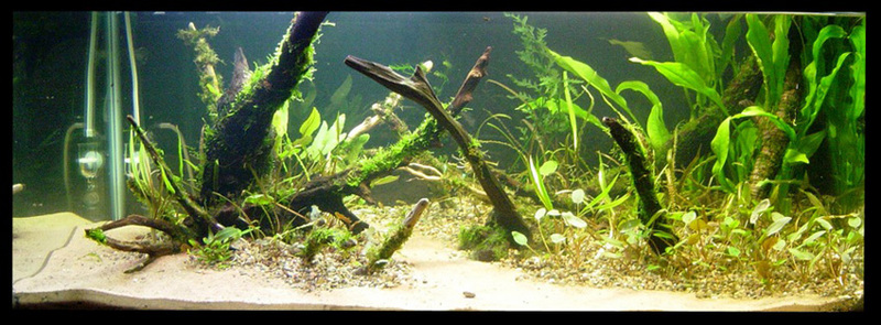 50g Crypt jungle