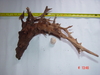 aquascaping wood for sale