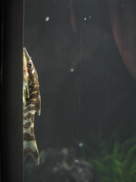 Zebra Otocinclus
