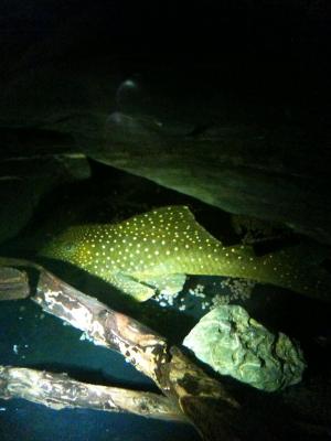 Pleco