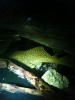 Pleco