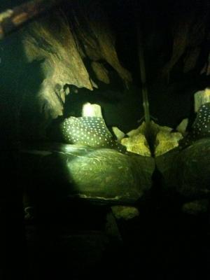 Pleco