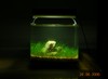 2 Liter Nano Tank Updates 260606