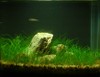 2 Liter Nano Tank Updates 260606