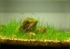 2L Nano Tank